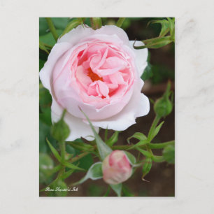 Rosa Scepter'd Isle [Postkarte] Postkarte
