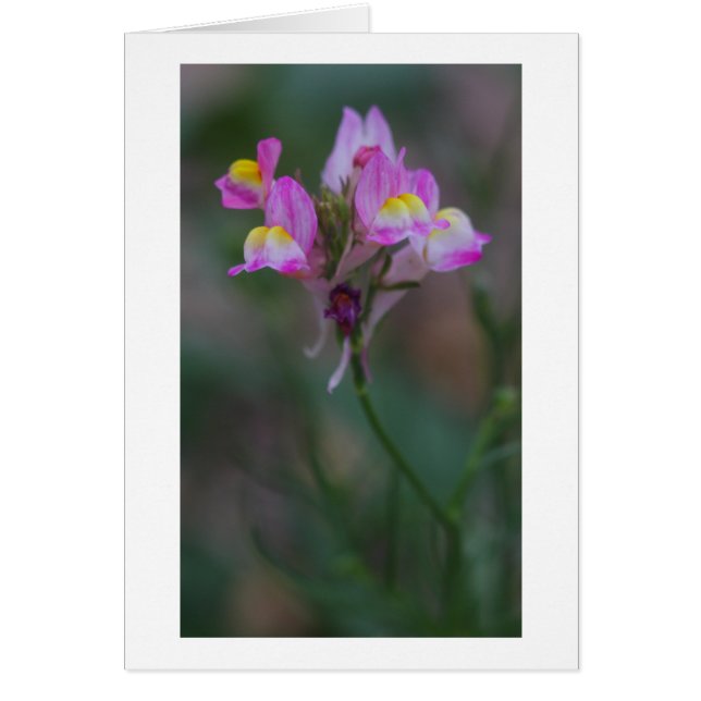 Rosa Schnappdrachen (Vorne)