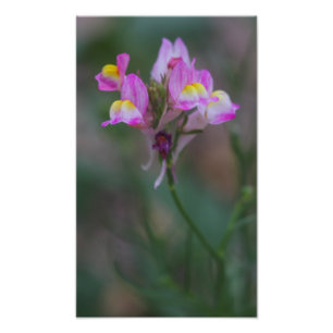 Rosa Schnappdrachen Fotodruck
