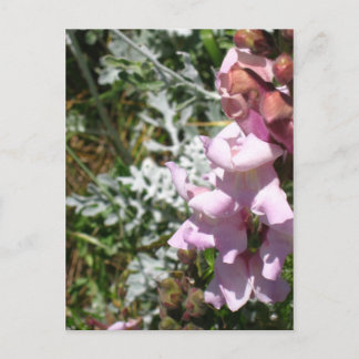 Rosa Schnappschüsse Postkarte