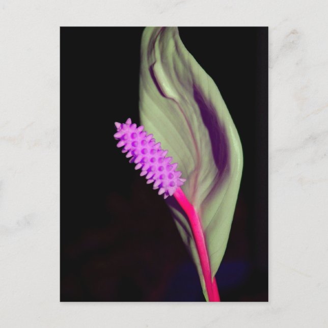 Rosa Schönheit Postkarte (Vorderseite)