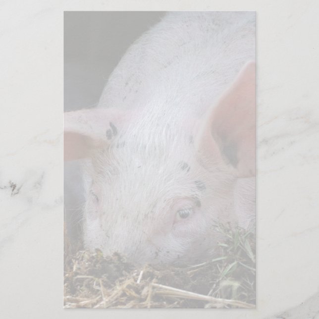 Rosa Schwein-Foto Briefpapier (Vorderseite)