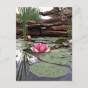 Rosa Seerosen Reflexionen Fotografie Postkarte