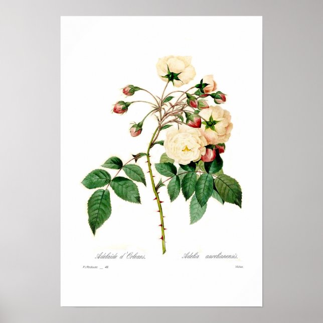 Rosa semperflorens;Adelaide d'Orleans Poster (Vorne)