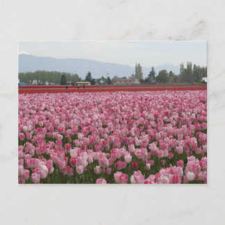 Rosa Skagit Valley Tulpen Postkarte