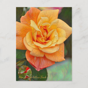 Rosa Souvenir de Anne Frank [Postcard] Postkarte