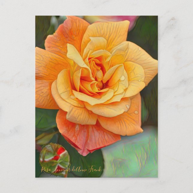 Rosa Souvenir de Anne Frank [Postcard] Postkarte (Vorderseite)