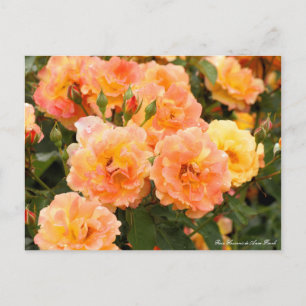 Rosa Souvenir de Anne Frank: Postcard Postkarte
