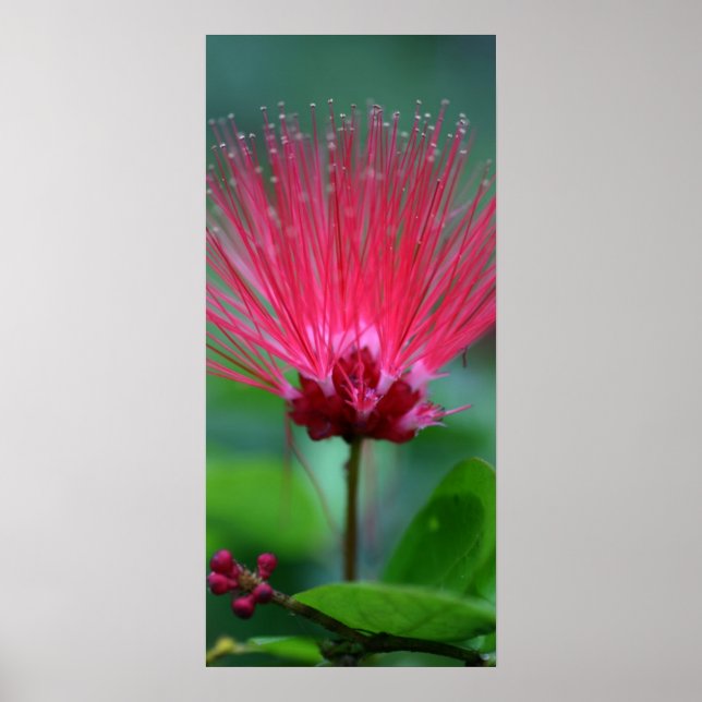 Rosa Spikes Poster (Vorne)