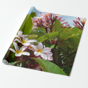 Rosa Splendor, rosa Frangipani blüht auf einem Bau Geschenkpapier