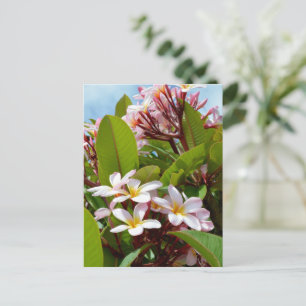 Rosa Splendor, rosa Frangipani blüht auf einem Bau Postkarte