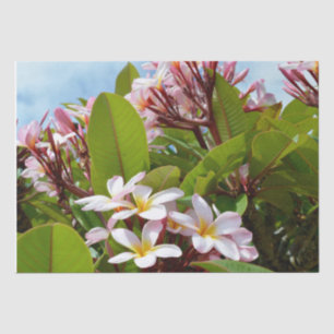 Rosa Splendor, rosa Frangipani blüht auf einem Bau Seidenpapier