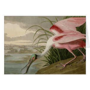 Rosa Spoonbill