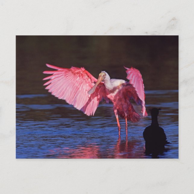 Rosa Spoonbill (Ajaia ajaja) mit Kormoran Postkarte (Vorderseite)