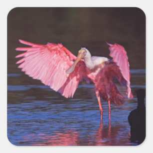 Rosa Spoonbill (Ajaia ajaja) mit Kormoran Quadratischer Aufkleber