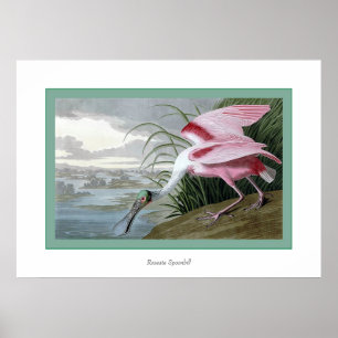 Rosa Spoonbill Poster