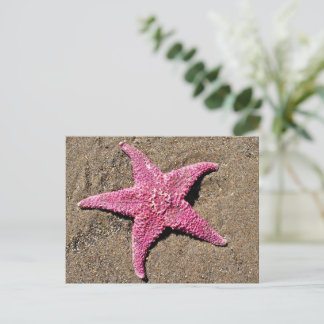 Rosa Starfish Postkarte
