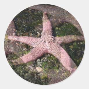 Rosa Starfish Sticker