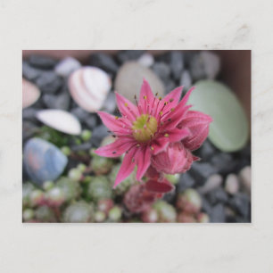 Rosa Steingartenblüte Postkarte