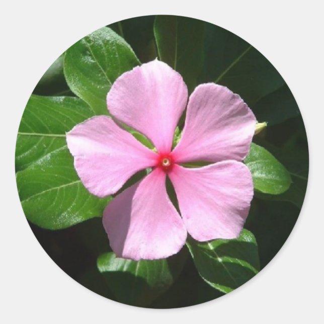 rosa Stelle Runder Aufkleber (Vorderseite)