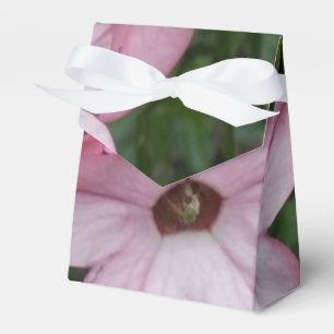 Rosa-Sterne-Blume (Nicotania) Geschenkschachtel
