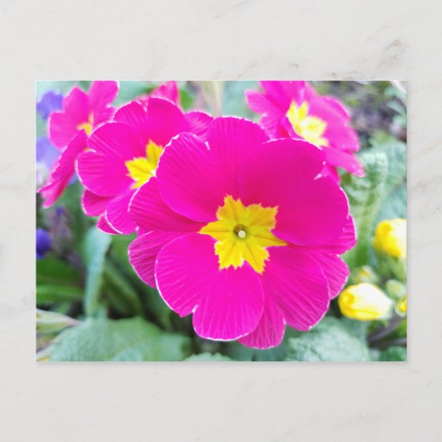 Rosa Stiefmütterchen im Park Postcard Postkarte (Vorderseite)