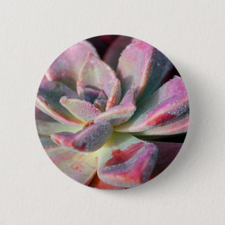 Rosa Succulent Button