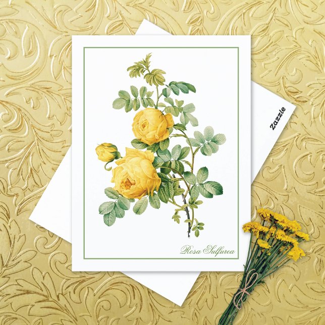 Rosa Sulfurea Pierre-Joseph Redouté Postkarte (Von Creator hochgeladen)