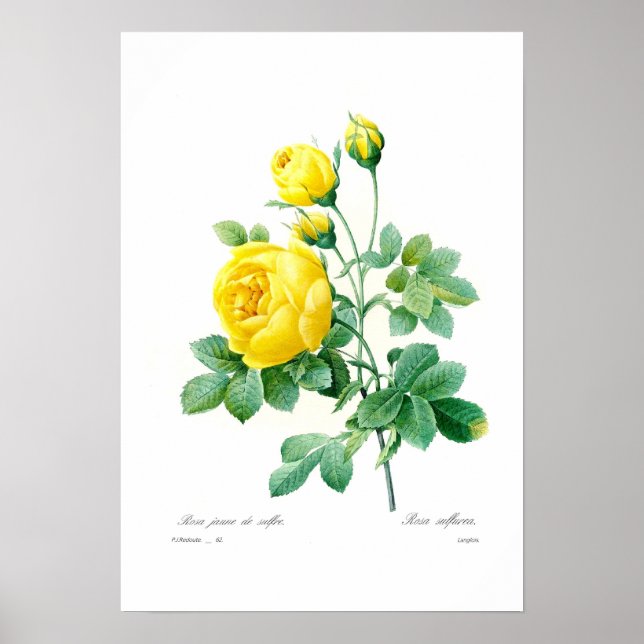 Rosa Sulfurea Poster (Vorne)