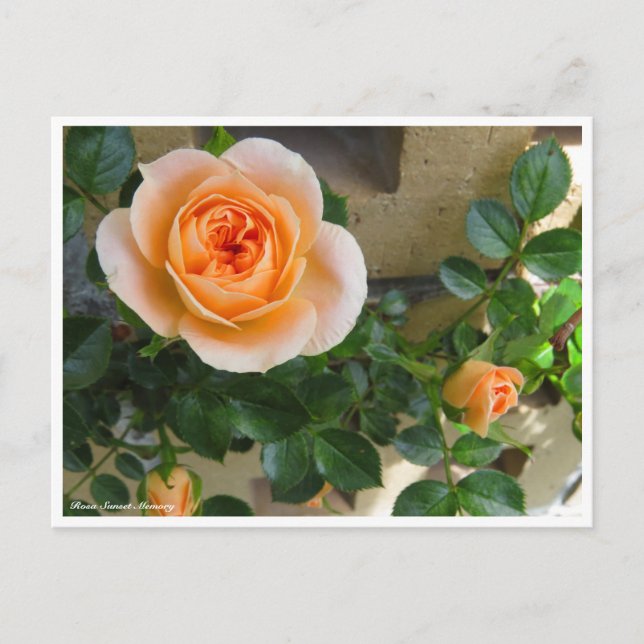 Rosa Sunset Memory Postkarte (Vorderseite)