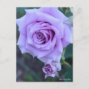 Rosa Sweet Moon: Postcard Postkarte