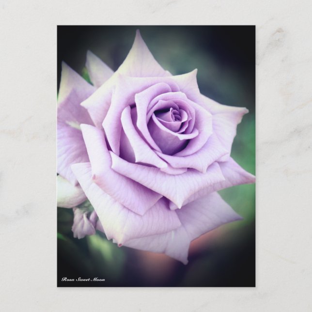 Rosa Sweet Moon Postkarte (Vorderseite)