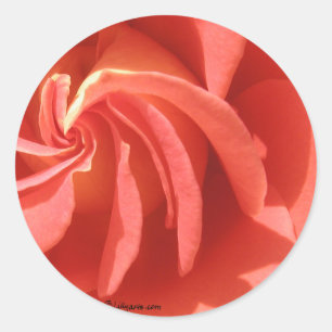 Rosa Swirl Rose Umschlag Aufkleber Aufkleber