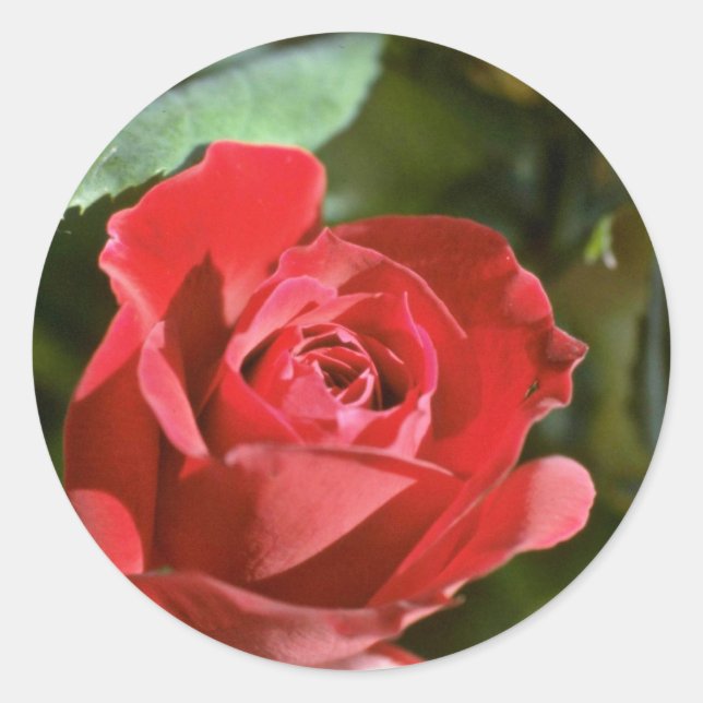 Rosa, teilweise offene Blumen Runder Aufkleber (Vorderseite)