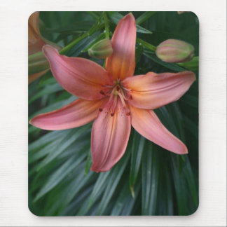 Rosa Tiger-Lilien-Blumenphotographie mousepads