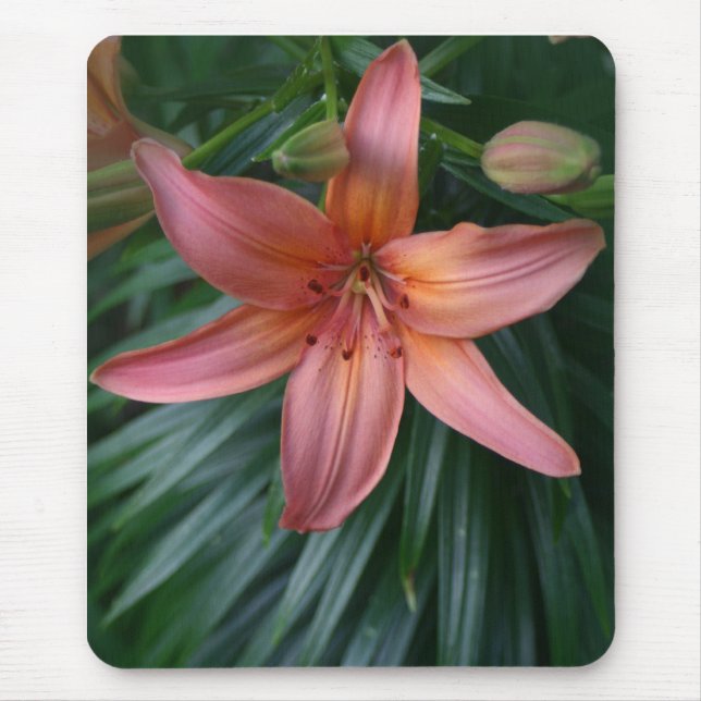 Rosa Tiger-Lilien-Blumenphotographie mousepads (Vorne)