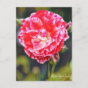 Rosa Tiger Schwanz [Postcard] Postkarte