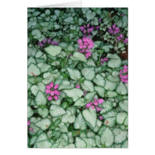 Rosa tote Nessel, (Lamium Maculatum) Blumen