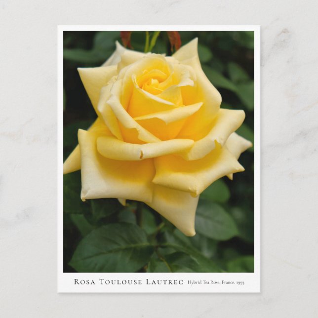 Rosa Toulouse Lautrec Postkarte (Vorderseite)