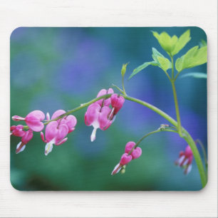 Rosa Tränendes Herz im Garten. Bildnachweis: Mousepad