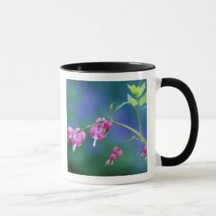 Rosa Tränendes Herz im Garten. Bildnachweis: Tasse