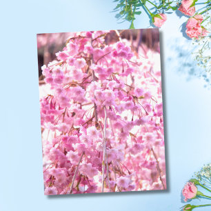 Rosa Trauerweidenbaum-Postkarte Postkarte