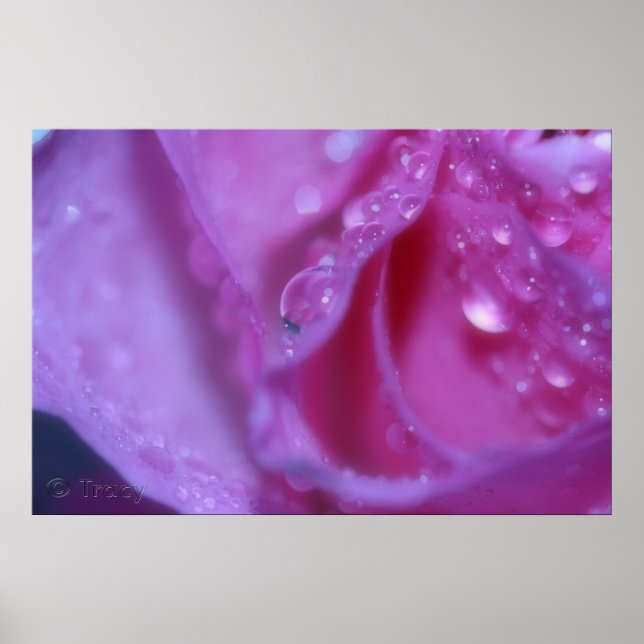 Rosa Traum Poster (Vorne)