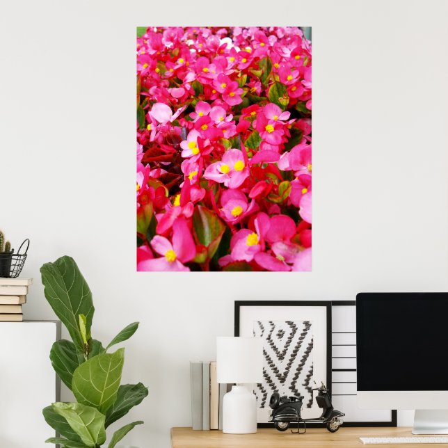 Rosa Tropfen vom Frühling, Begonien, Poster (Heimbüro)