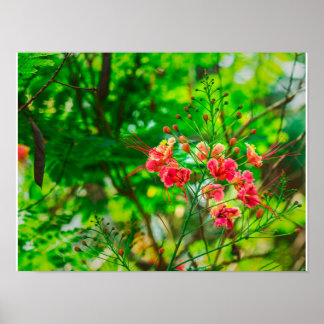 Rosa tropische Blumenfotografie, üppiges grünes Bo Poster