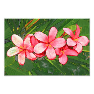 Rosa tropische Frangipani-Kunst Fotodruck