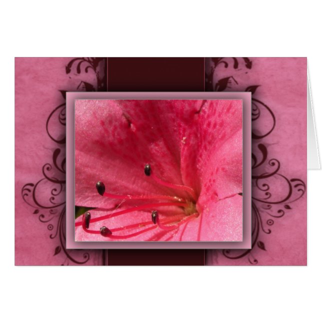 Rosa tropische Hibiskus-Blume (Vorderseite (Horizontal))