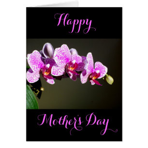 Rosa, tropische Orchideen in Rosa