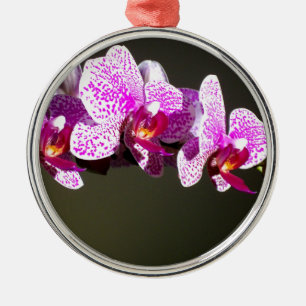 Rosa, tropische Orchideen in Rosa Ornament Aus Metall