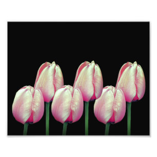 Rosa Tulip-Blume 8x10 Fotodruck